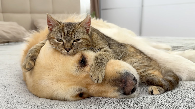 犬をベッドにした子猫
