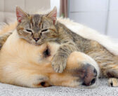 子猫にベッドにされちゃったレトリバー。どうやらまんざらでもないようで、子猫に乗られたまま可愛い姿を見せてくれた♡