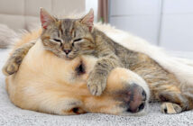 犬をベッドにした子猫