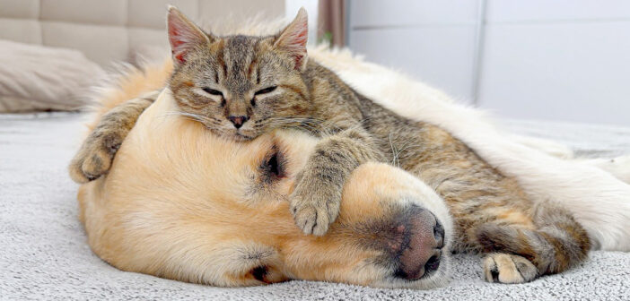 犬をベッドにした子猫