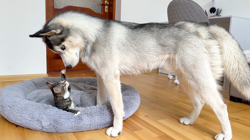 子猫にベッドを取られたハスキー犬