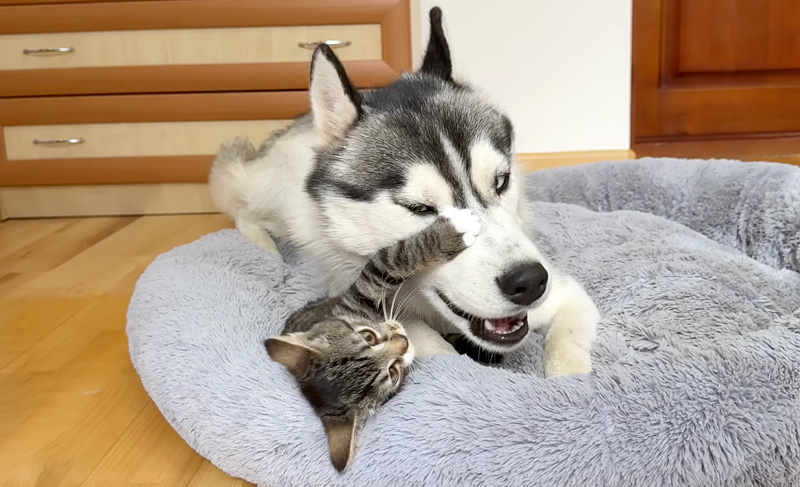 子猫からベッドを取り返そうとするハスキー犬