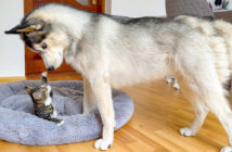 子猫にベッドを取られたハスキー犬