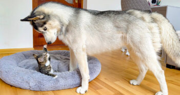 自分のベッドを占領している子猫にハスキー犬が驚愕! 何とかして取り返そうと頑張りますが、可愛い結末が待っていた♪ 子猫にベッドを取られたハスキー犬