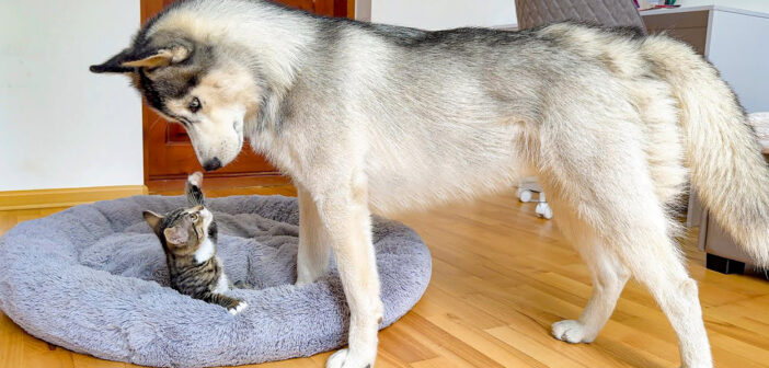 子猫にベッドを取られたハスキー犬