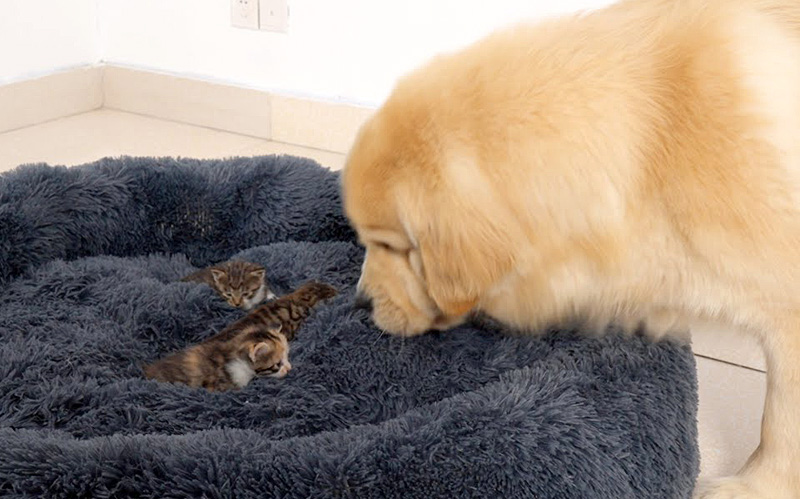 子猫にベッドを占領された犬