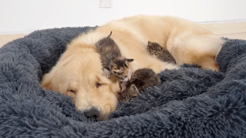 何とか寝ようと試みる犬