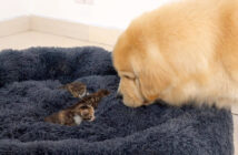 子猫にベッドを占領された犬