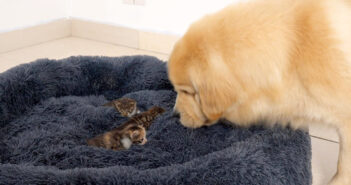 子猫にベッドを占領された犬