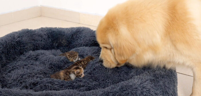 子猫にベッドを占領された犬