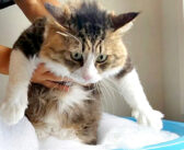 お風呂で洗われるボス猫さん。体が濡れても動じることなく、大人しく洗われる様子がとっても可愛い ( *´艸｀)♡