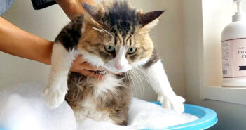 お風呂に入るボス猫