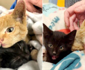 猛烈な山火事の中、火傷を負いながらも弟の命を必死に守っていた兄猫。助け出された後も弟を守り続ける姿に胸が熱くなる