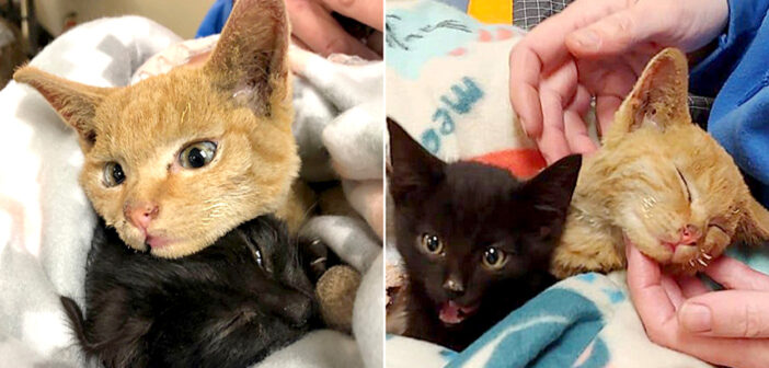 猛烈な山火事の中、火傷を負いながらも弟の命を必死に守っていた兄猫。助け出された後も弟を守り続ける姿に胸が熱くなる