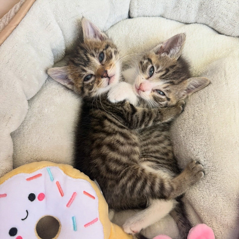 ピッタリと寄り添う子猫の兄弟