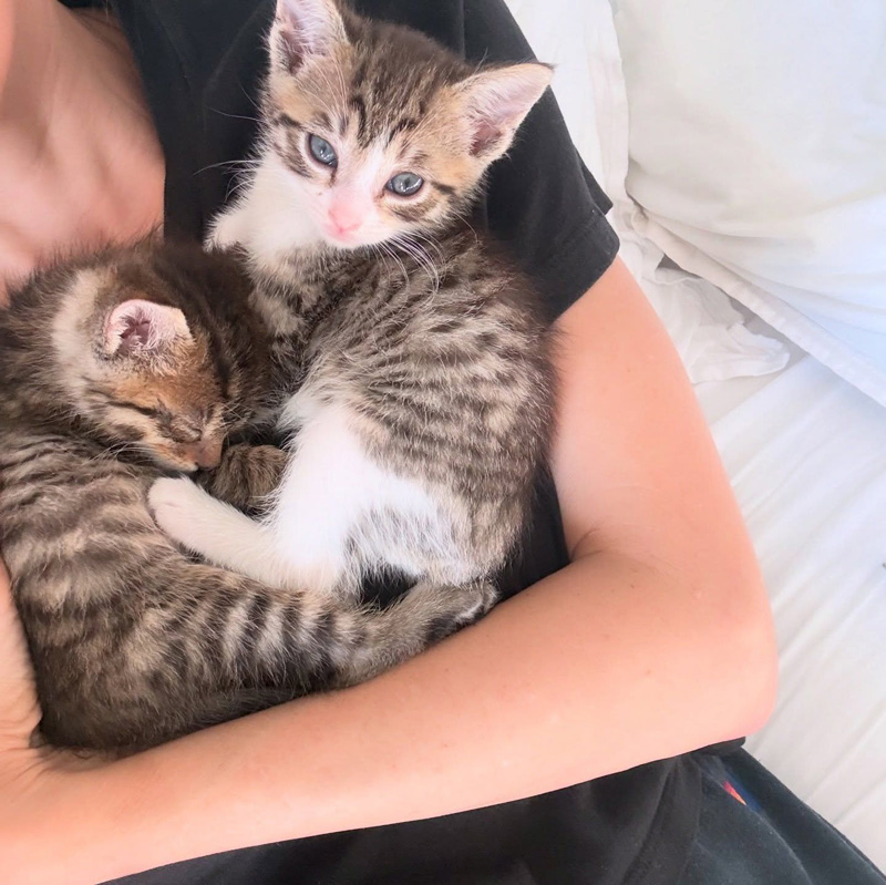 一緒に抱っこされる子猫の兄弟