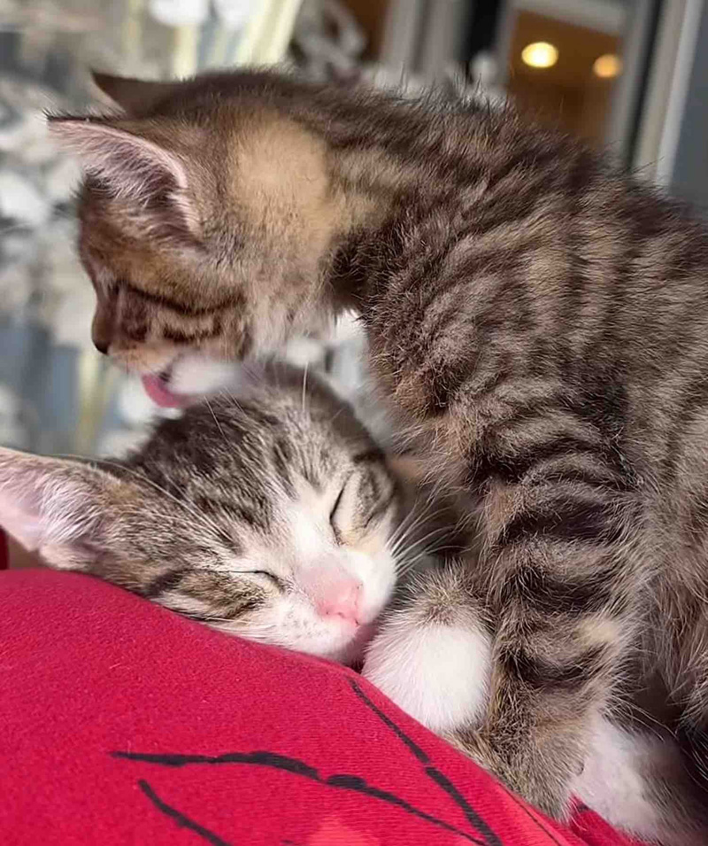 寄り添う子猫の兄弟