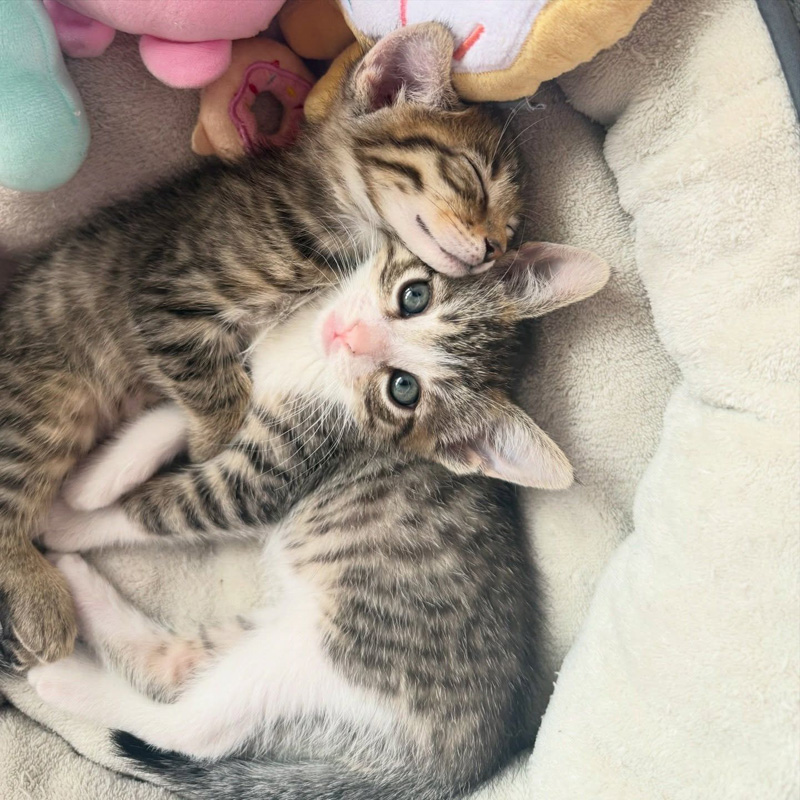 幸せになった子猫の兄弟