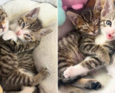 病気の弟をつきっきりで看病した優しい兄猫。ふたりはいつまでも離れることなく、ずっと叶えたかった夢を実現させる!