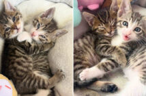 保護された子猫の兄弟