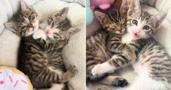 保護された子猫の兄弟