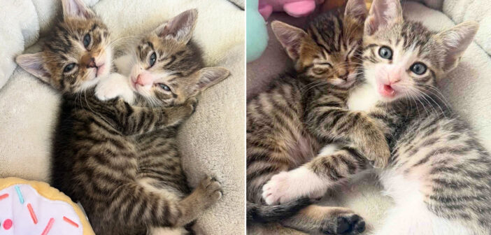 病気の弟をつきっきりで看病した優しい兄猫。ふたりはいつまでも離れることなく、ずっと叶えたかった夢を実現させる!