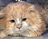 厳しい寒さの中から保護されて、家の中で人間の優しさに触れた猫。閉ざしていた心を開き、悲しそうだった顔が輝き始める