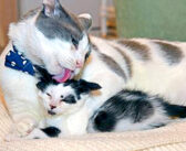 幼い頃に保護され、驚くほどの子猫好きに成長した猫。これまでに出会った全ての子猫達の『お父さん』になる (*´ｪ｀*)