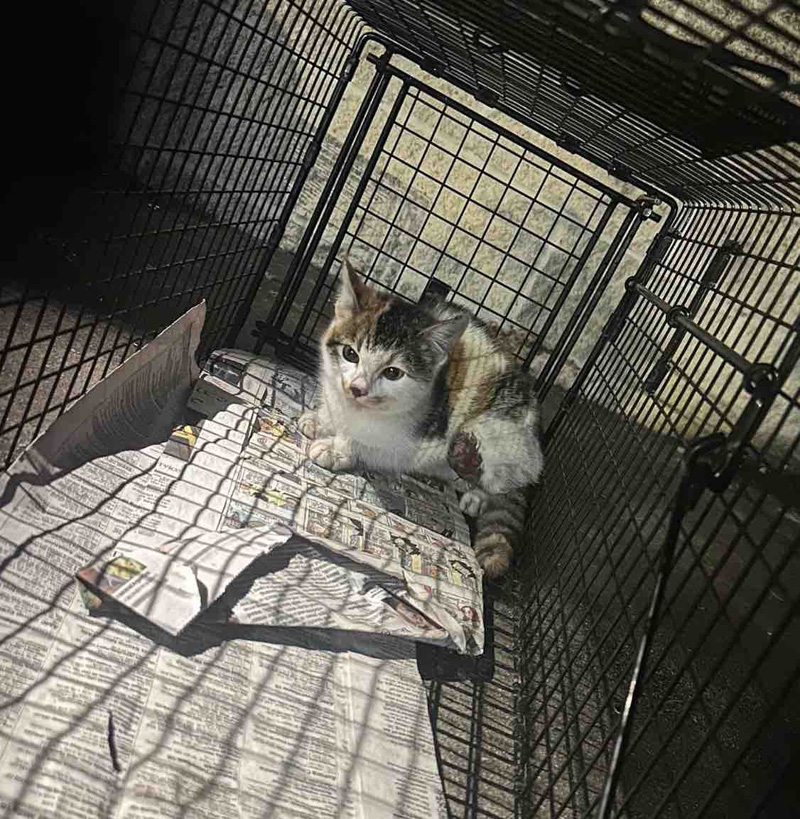 保護された子猫