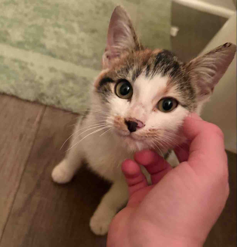 撫でられる子猫