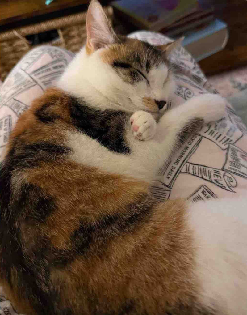 幸せになった子猫