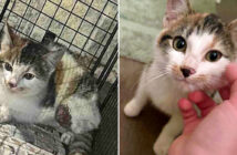 保護された子猫