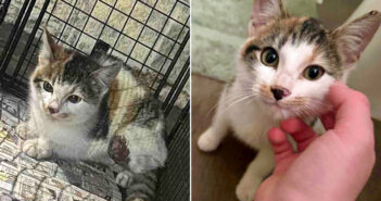 保護された子猫