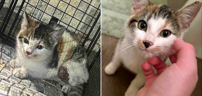 保護された子猫