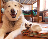 親友との別れで笑顔を無くしてしまった犬。再び笑顔を取り戻せたのは、4匹の幼い保護子猫のおかげでした