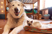 笑顔の犬と子猫