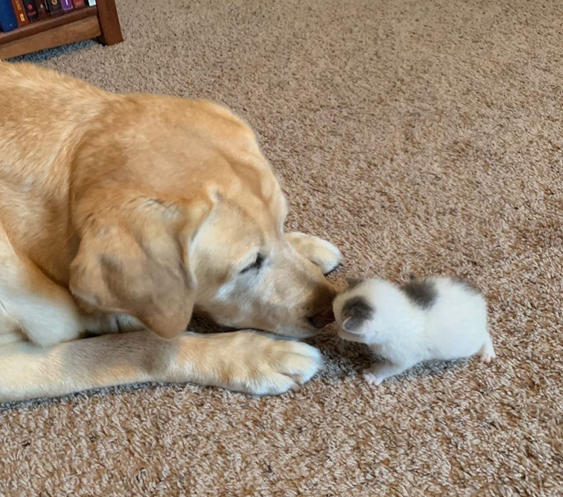 子猫の世話をする犬