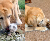 農場の切り株の中で独りぼっちで鳴いていた子猫。保護先で迎えてくれた先住犬の優しさで、幸せに満ちた日々が始まる