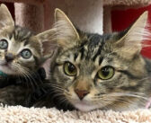 ハスキー犬に育てられ、自分を犬だと思ってる猫。家族になった保護子猫に手取り足取り散歩を教える♪