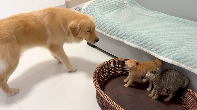 初対面したレトリバーと子猫達