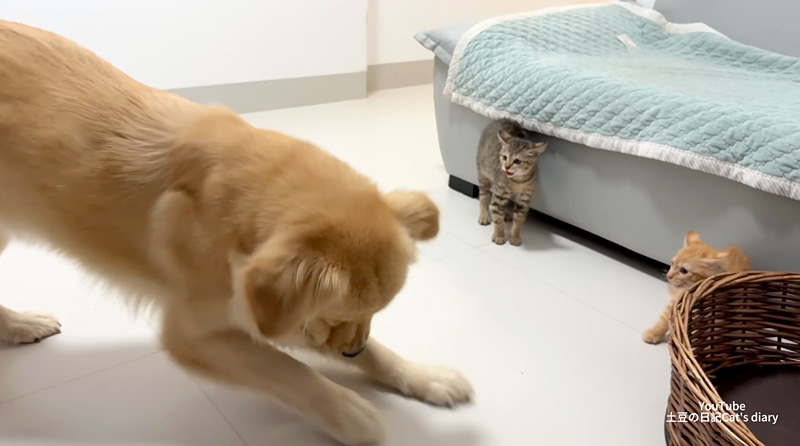 初対面したレトリバーと子猫達