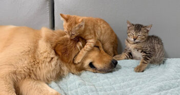 初対面したレトリバーと獰猛な子猫達