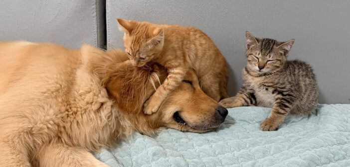 初対面したレトリバーと獰猛な子猫達