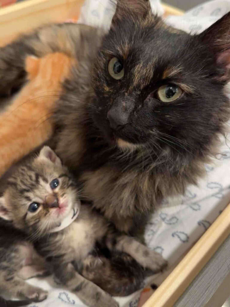 保護された猫の親子