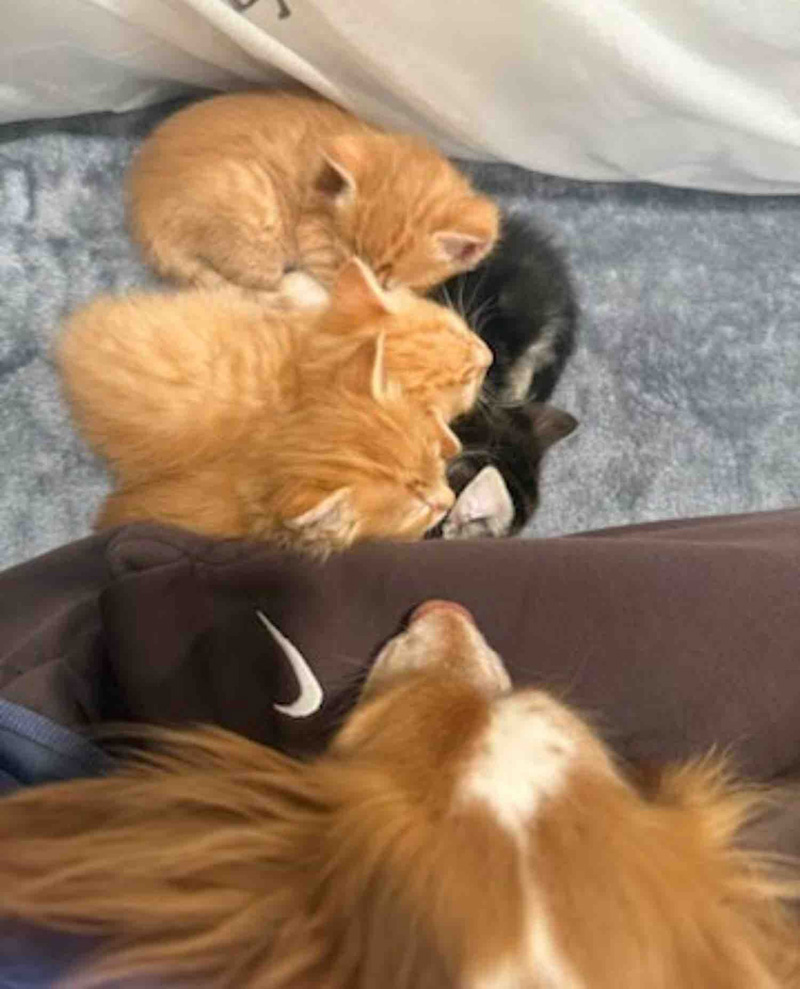 保護された子猫達