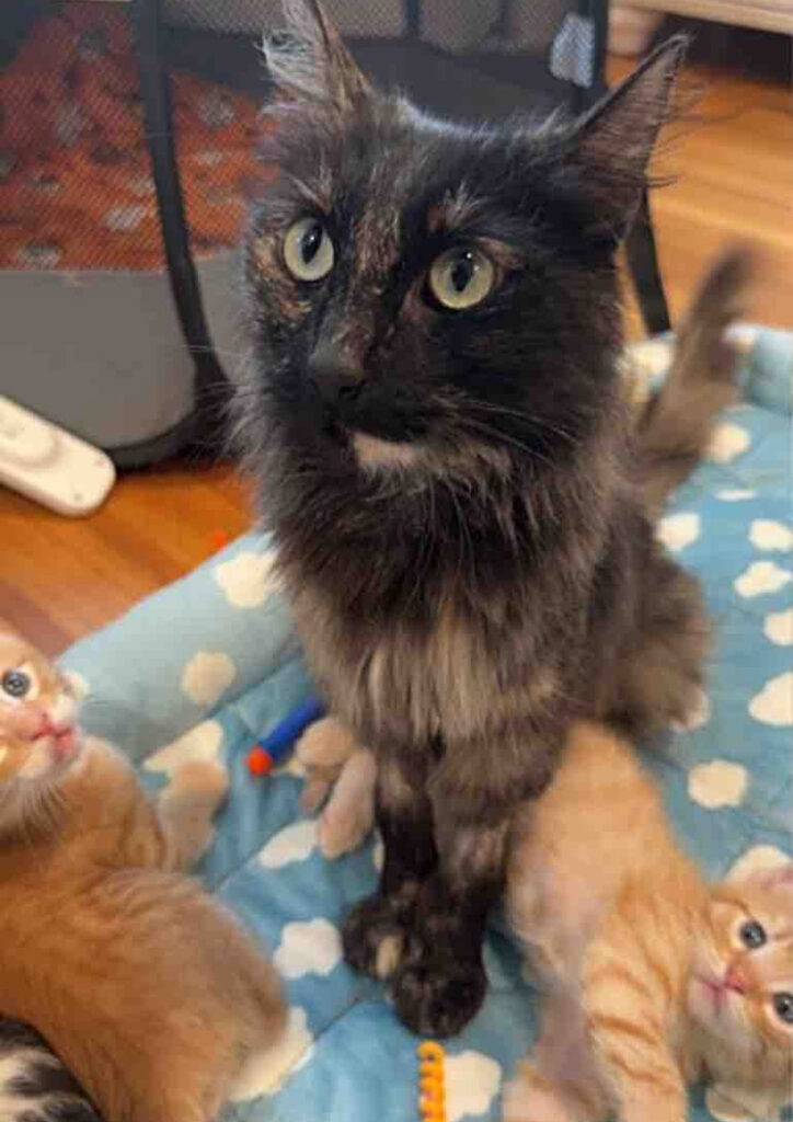 幸せになった猫の親子