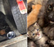 タイヤの中から保護された猫の親子