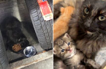 タイヤの中から保護された猫の親子