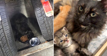 タイヤの中から保護された猫の親子