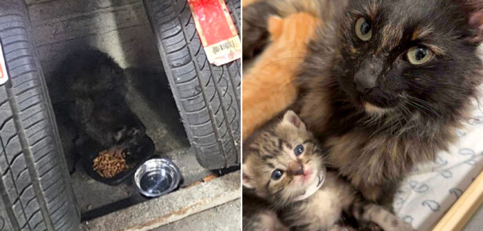 タイヤの中から保護された猫の親子